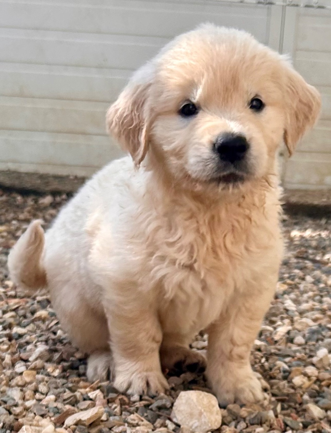 Du Coeur Des Terres - Chiots disponibles - Golden Retriever