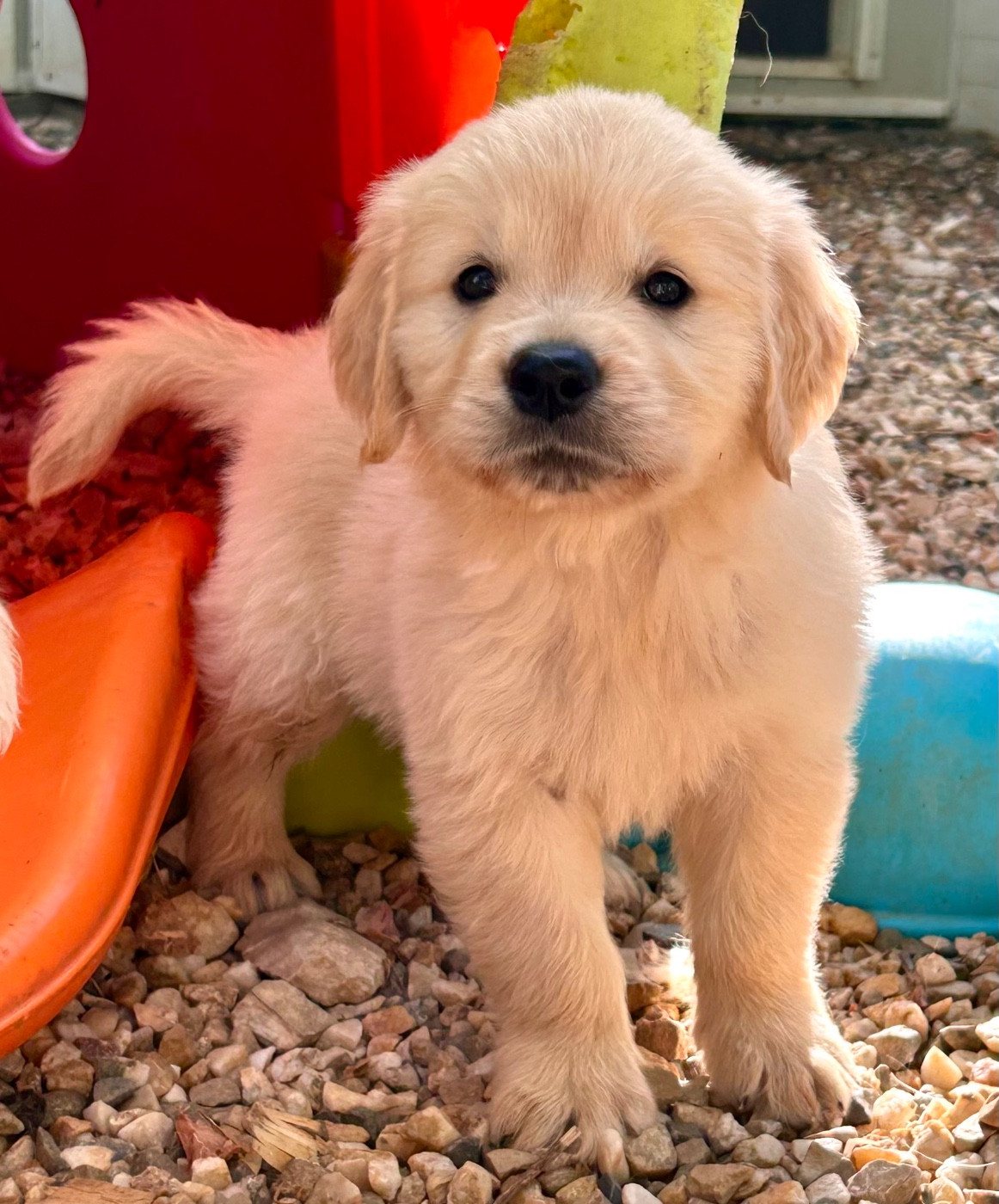 Du Coeur Des Terres - Chiots disponibles - Golden Retriever