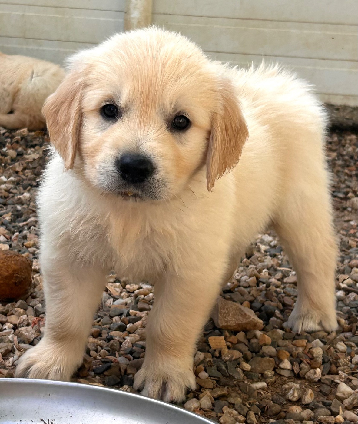 Du Coeur Des Terres - Chiots disponibles - Golden Retriever