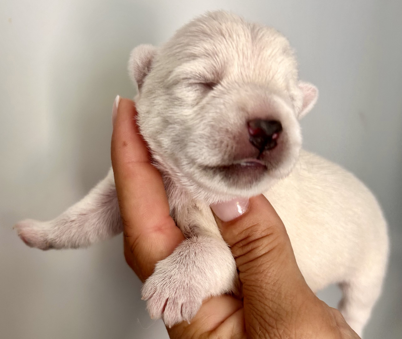 Du Coeur Des Terres - Chiots disponibles - West Highland White Terrier
