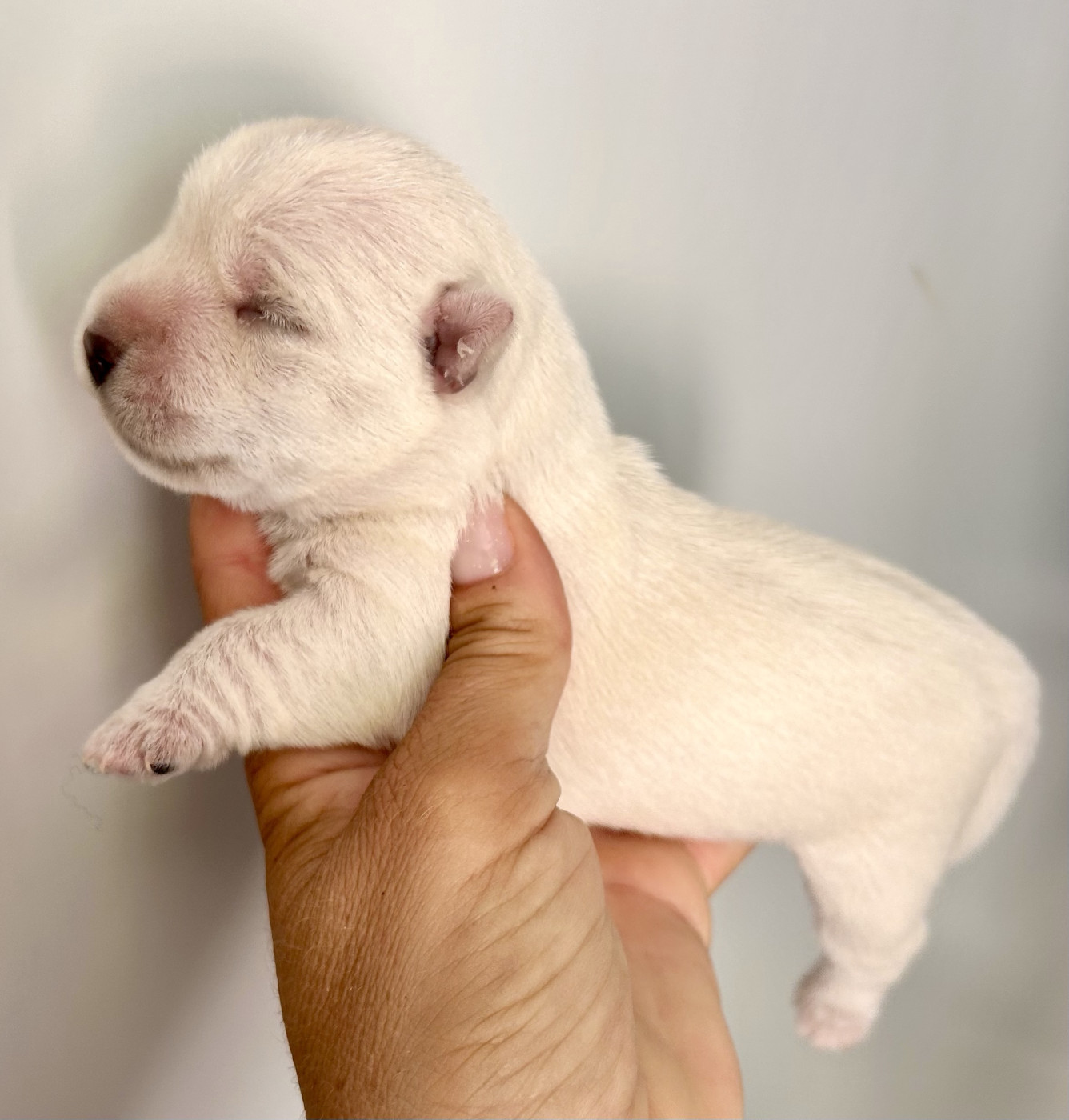 Du Coeur Des Terres - Chiots disponibles - West Highland White Terrier
