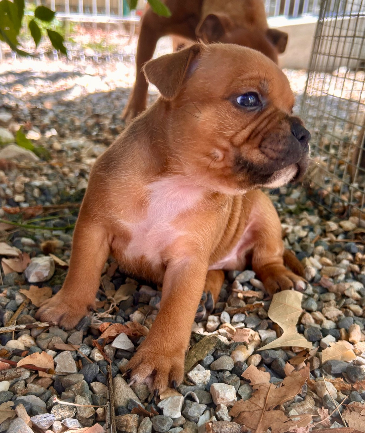 Du Coeur Des Terres - Chiots disponibles - Staffordshire Bull Terrier