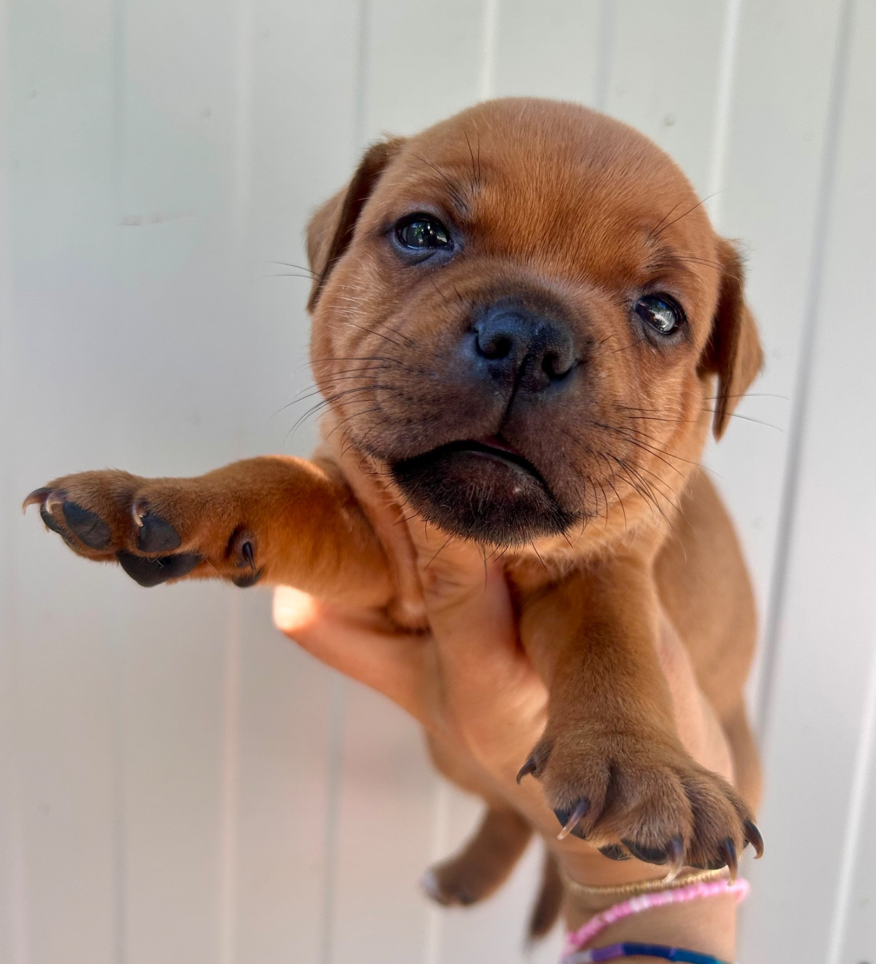 Du Coeur Des Terres - Chiots disponibles - Staffordshire Bull Terrier