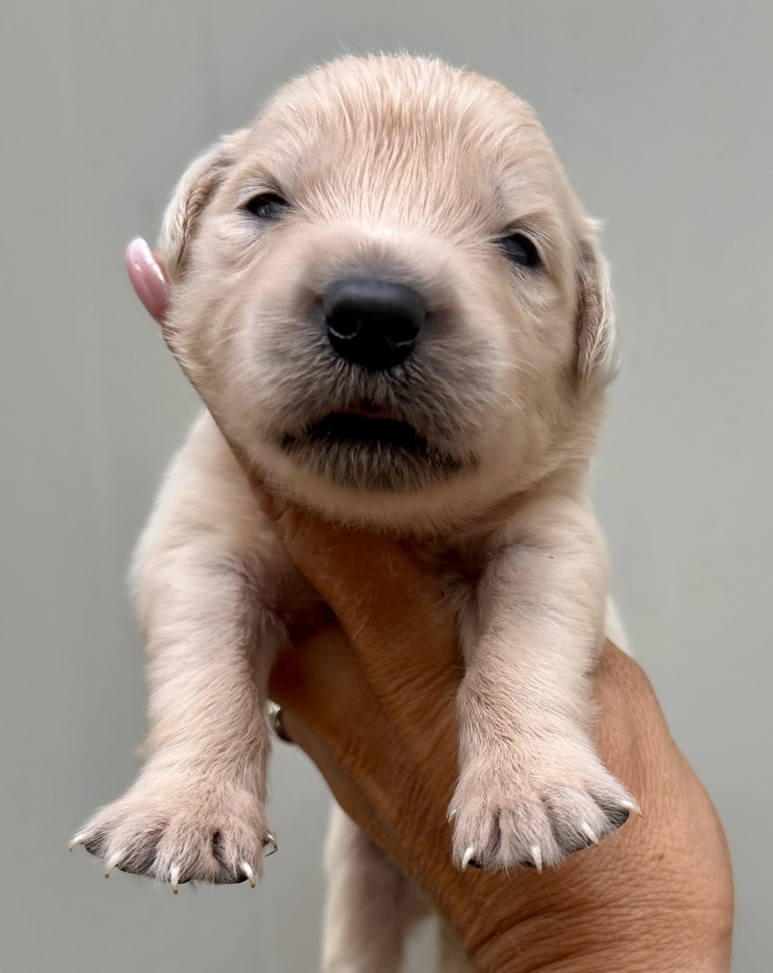 Du Coeur Des Terres - Chiots disponibles - Golden Retriever