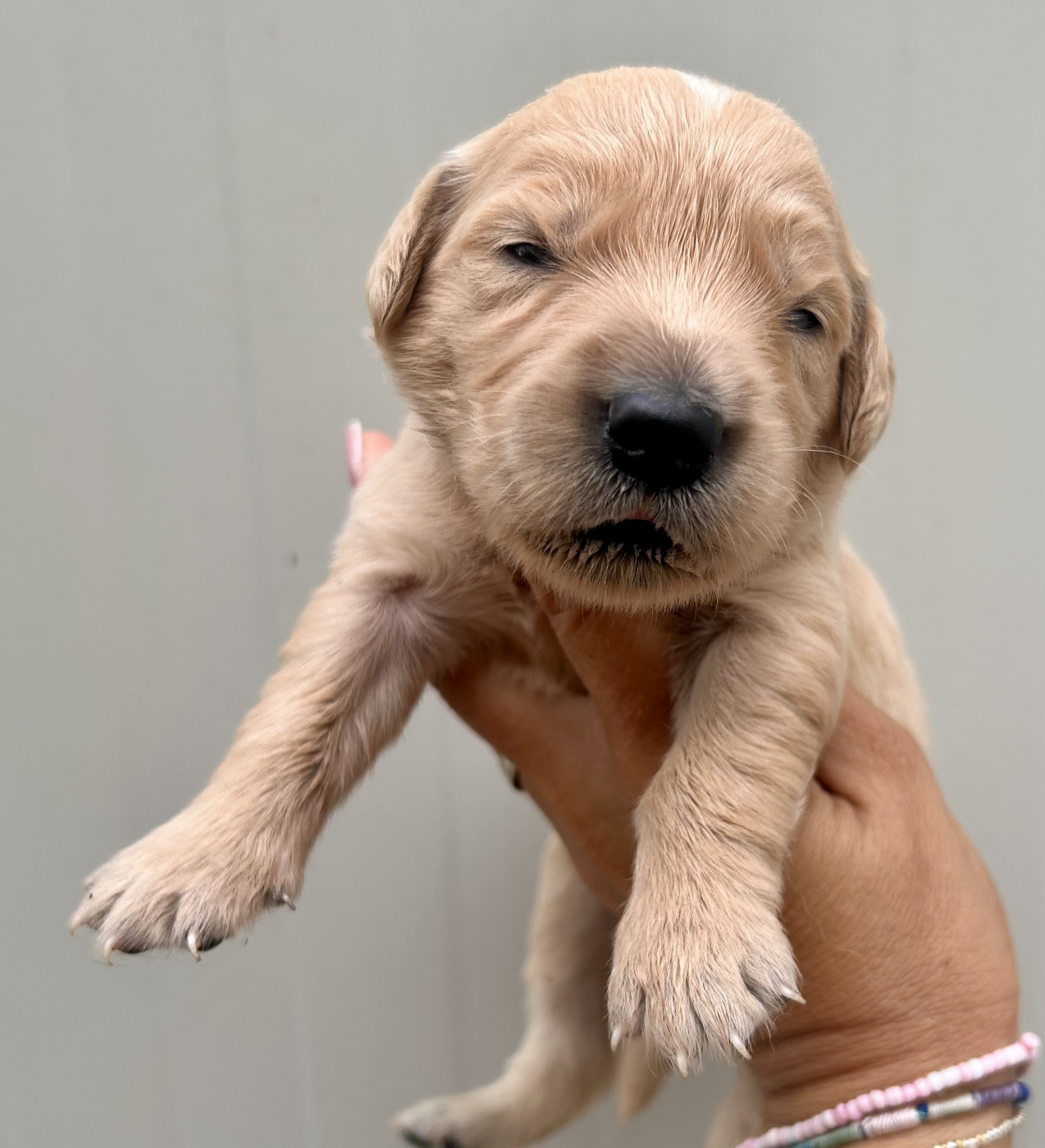 Du Coeur Des Terres - Chiots disponibles - Golden Retriever