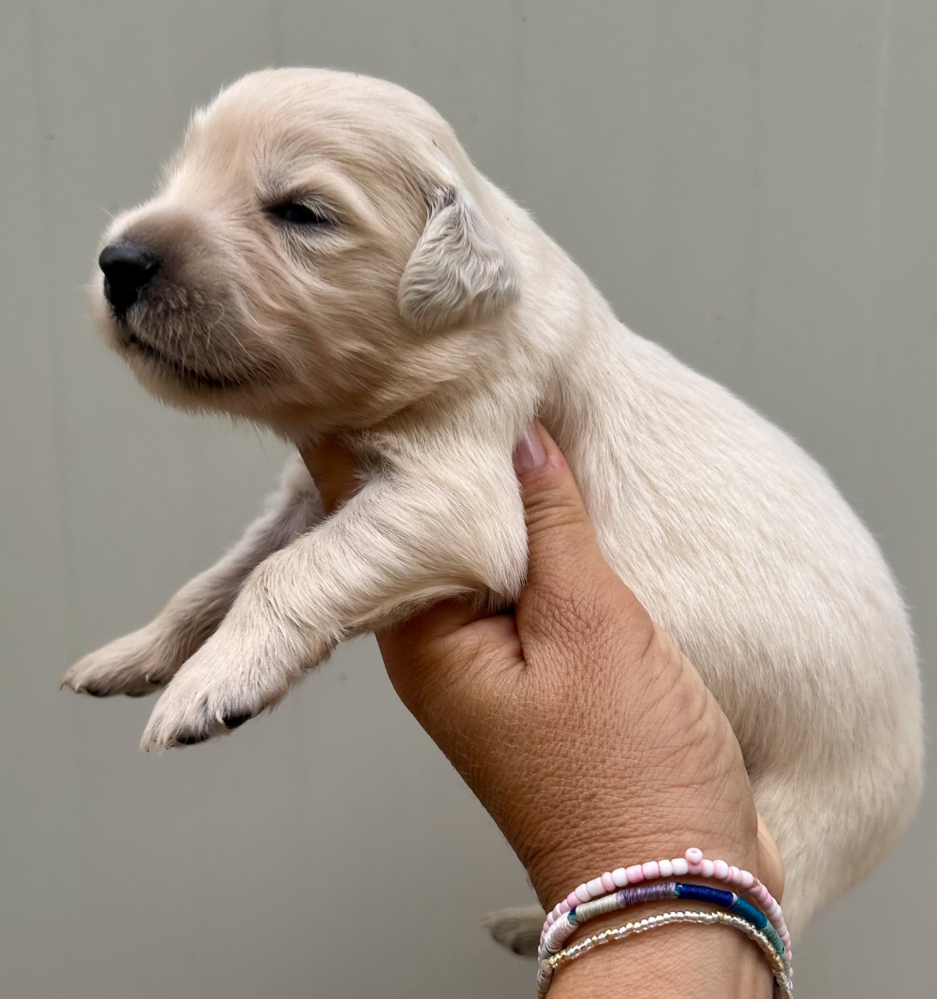 Du Coeur Des Terres - Chiots disponibles - Golden Retriever