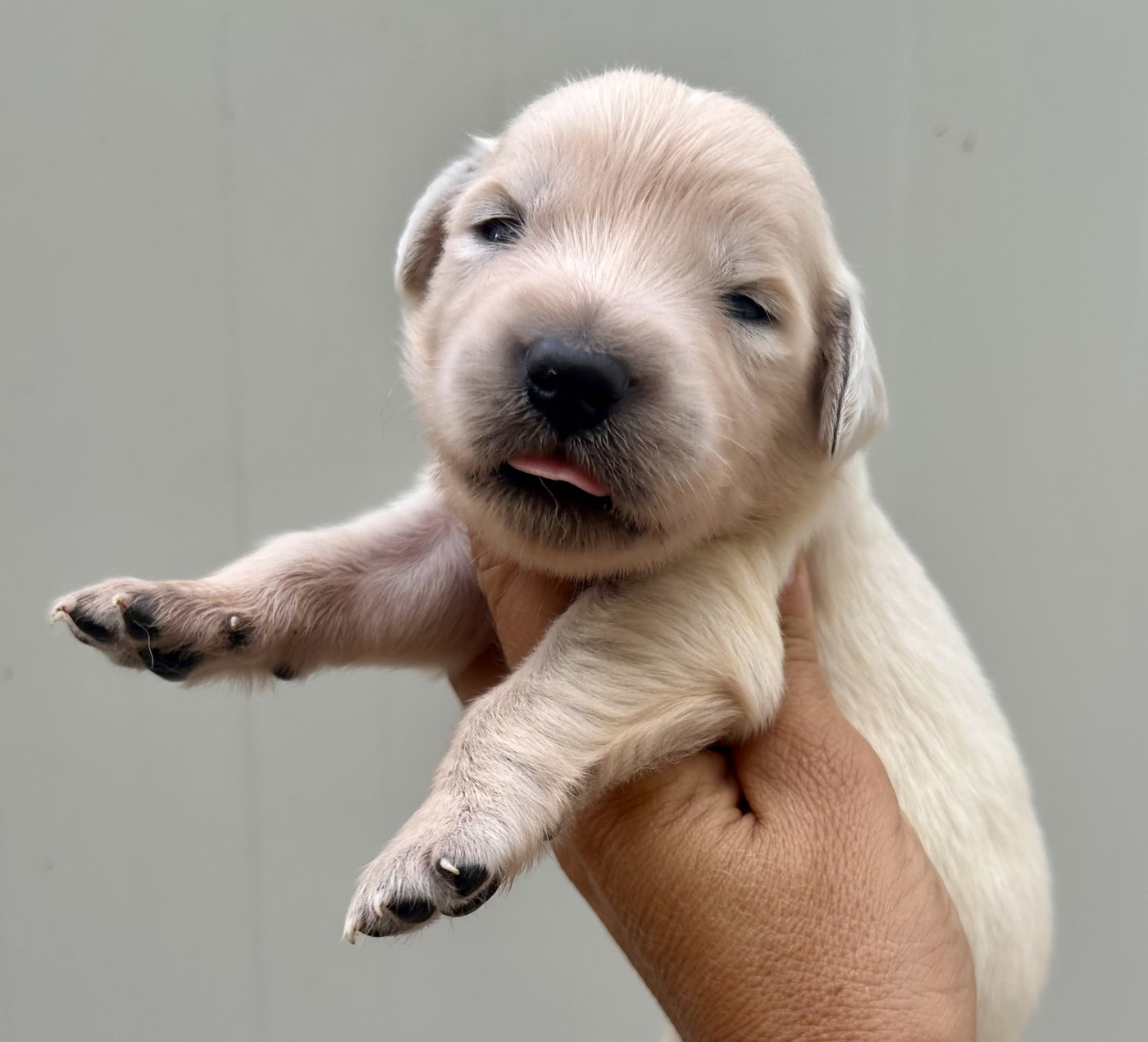 Du Coeur Des Terres - Chiots disponibles - Golden Retriever