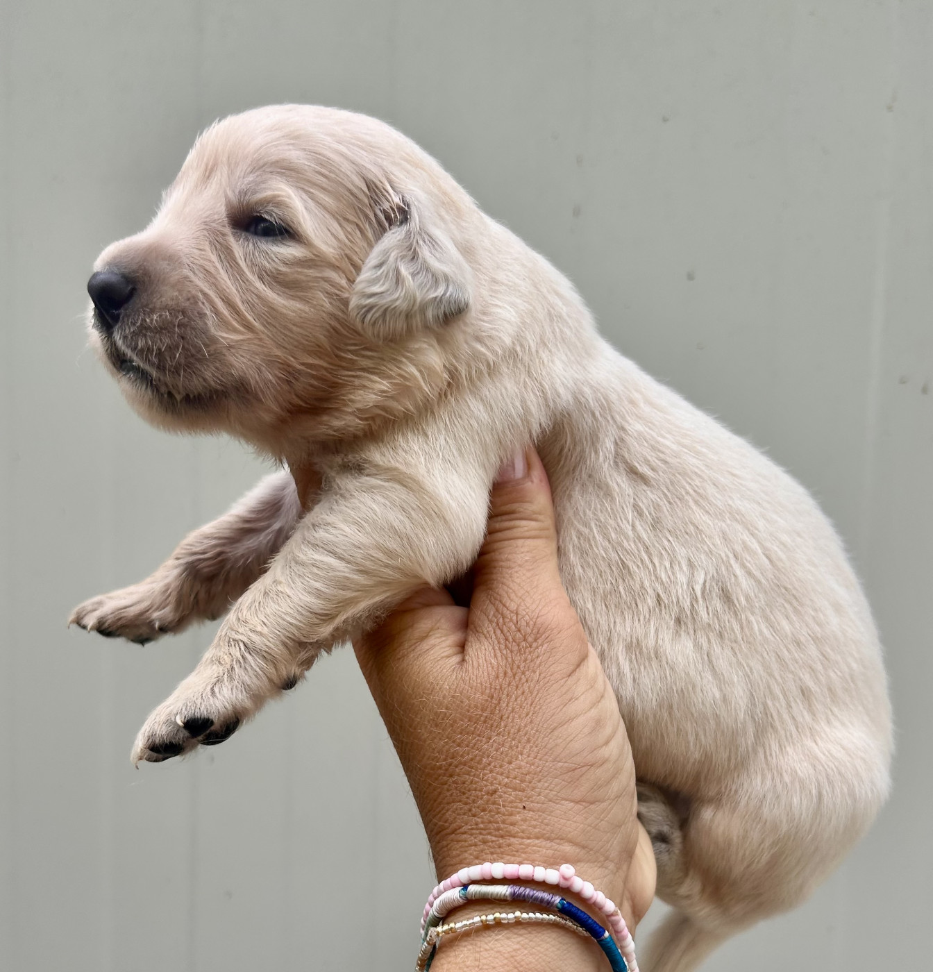 Du Coeur Des Terres - Chiots disponibles - Golden Retriever