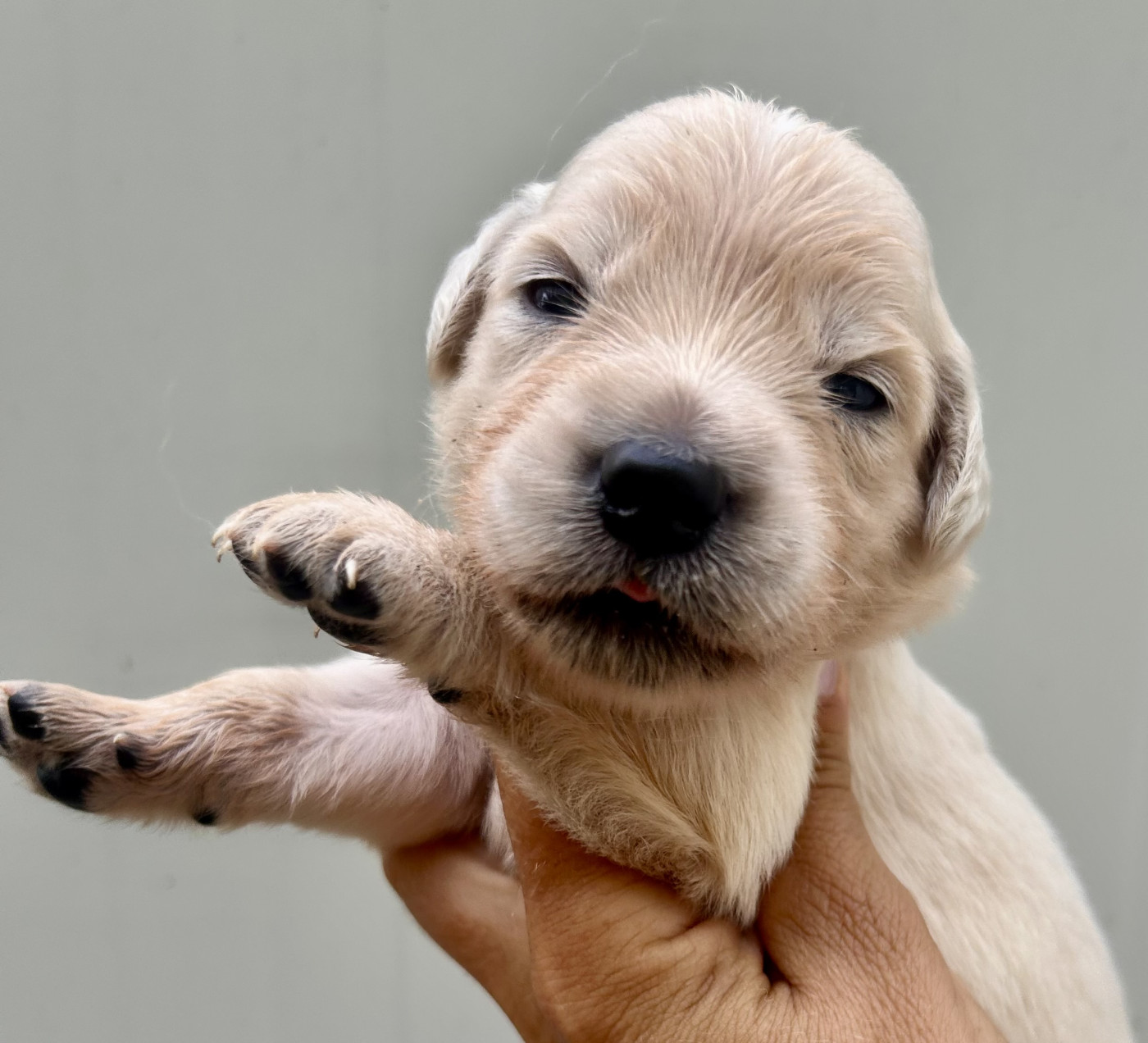 Du Coeur Des Terres - Chiots disponibles - Golden Retriever