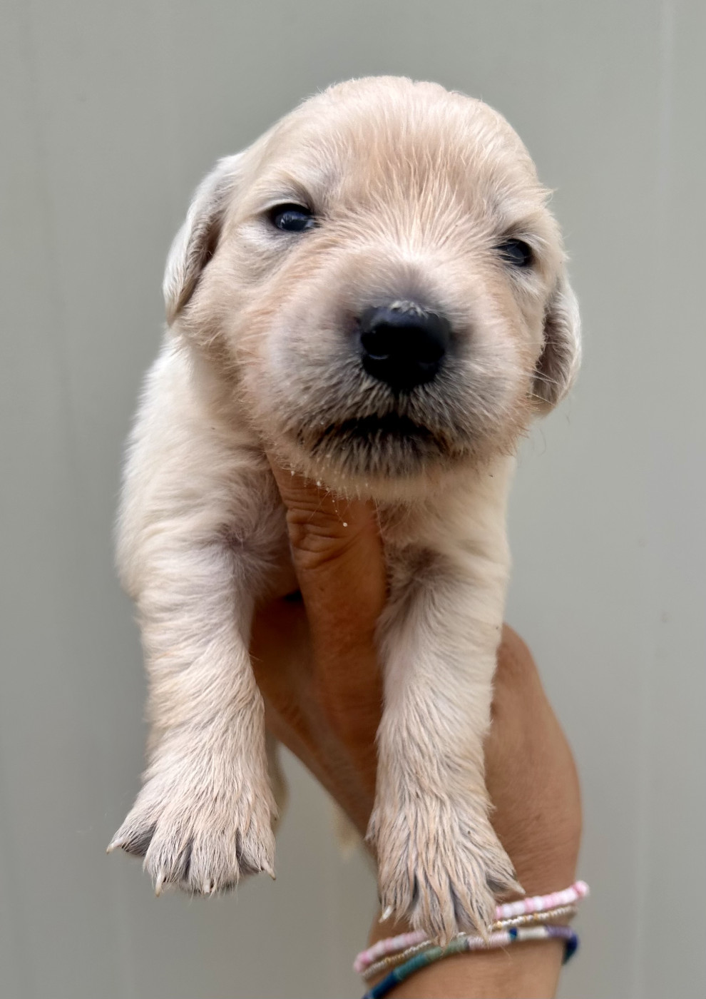 Du Coeur Des Terres - Chiots disponibles - Golden Retriever
