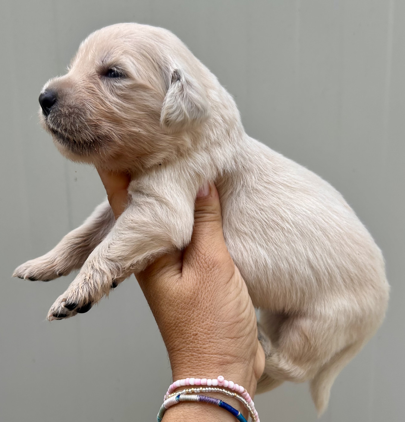 Du Coeur Des Terres - Chiots disponibles - Golden Retriever