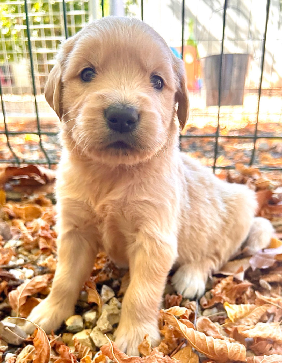 Du Coeur Des Terres - Chiots disponibles - Golden Retriever