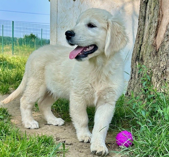 Du Coeur Des Terres - Chiots disponibles - Golden Retriever