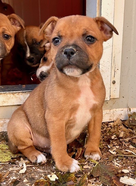 Du Coeur Des Terres - Chiots disponibles - Staffordshire Bull Terrier