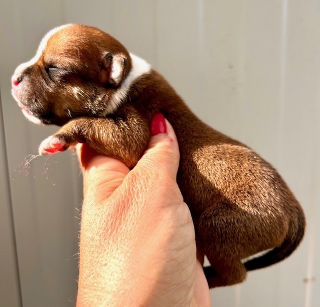 Du Coeur Des Terres - Chiots disponibles - Staffordshire Bull Terrier