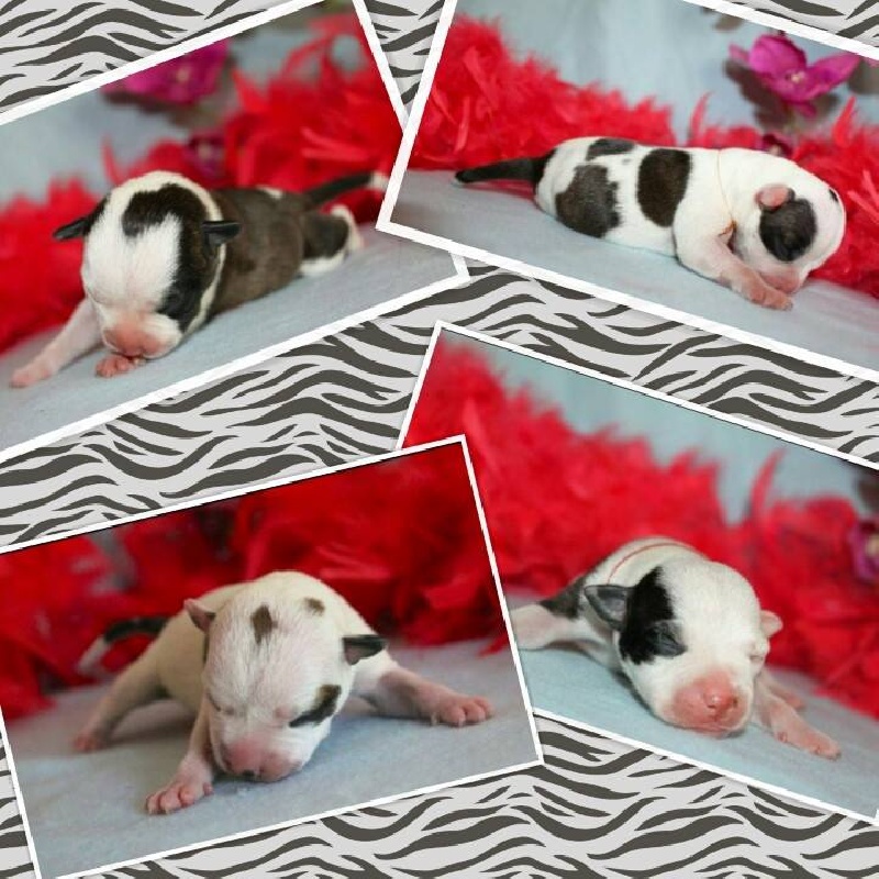 Chiot Staffordshire Bull Terrier Du Coeur Des Terres
