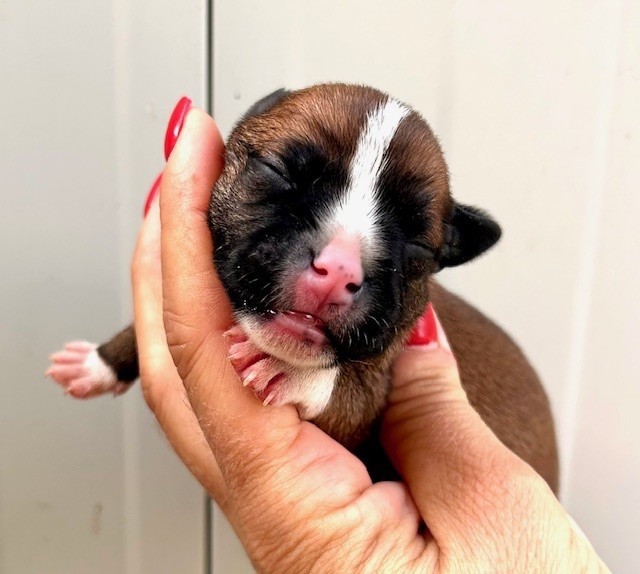 Du Coeur Des Terres - Chiots disponibles - Staffordshire Bull Terrier