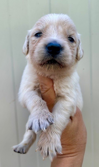 Du Coeur Des Terres - Chiots disponibles - Golden Retriever