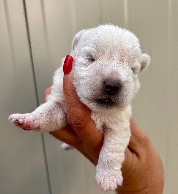 Du Coeur Des Terres - Chiots disponibles - West Highland White Terrier