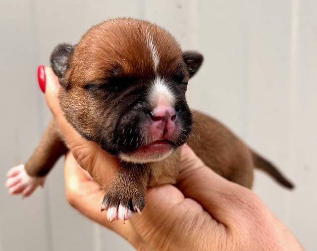 Du Coeur Des Terres - Chiots disponibles - Staffordshire Bull Terrier