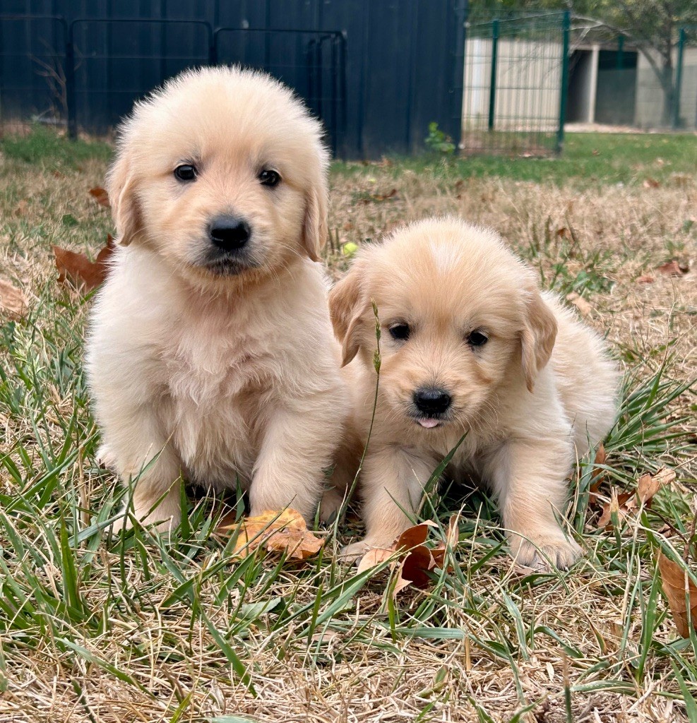 Du Coeur Des Terres - Chiots disponibles - Golden Retriever