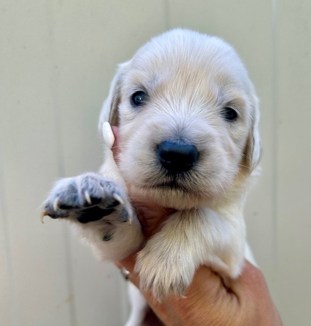 Du Coeur Des Terres - Chiots disponibles - Golden Retriever