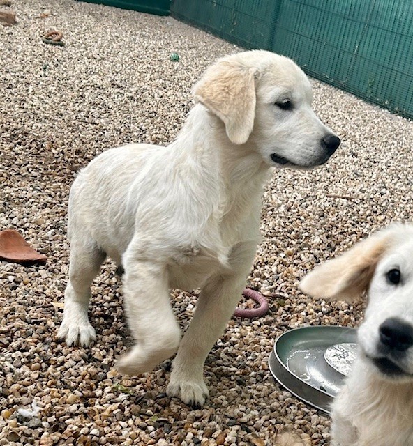 Du Coeur Des Terres - Chiots disponibles - Golden Retriever