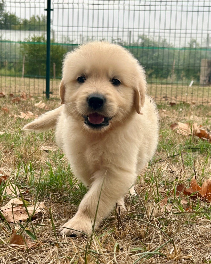 Du Coeur Des Terres - Chiots disponibles - Golden Retriever
