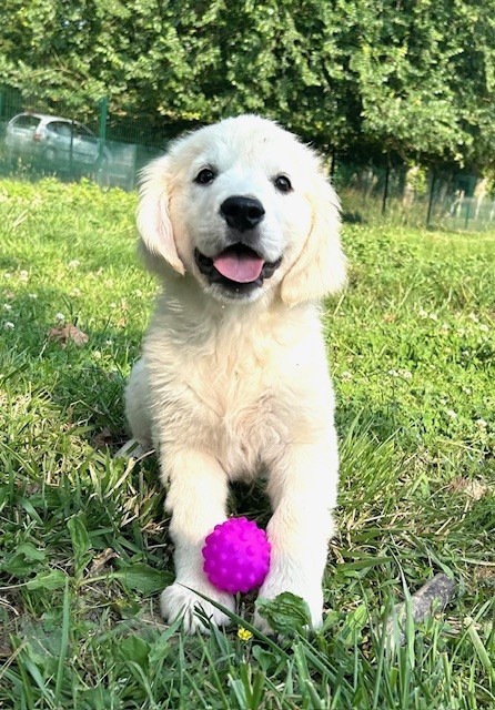 Du Coeur Des Terres - Golden Retriever - Portée née le 13/03/2025
