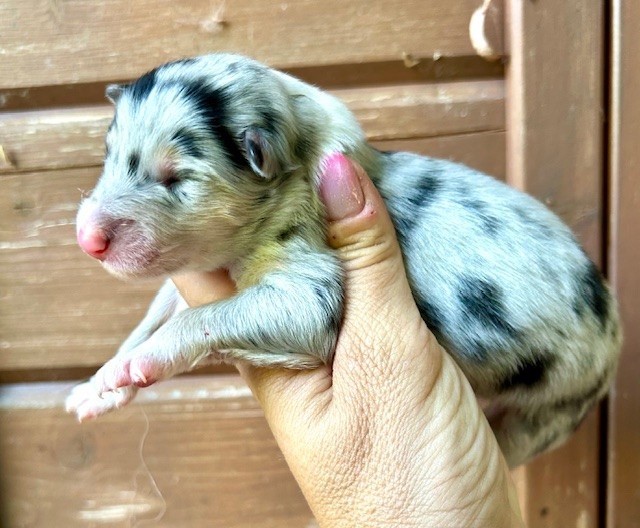 Du Coeur Des Terres - Chiots disponibles - Colley à poil long