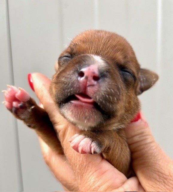 Du Coeur Des Terres - Chiots disponibles - Staffordshire Bull Terrier