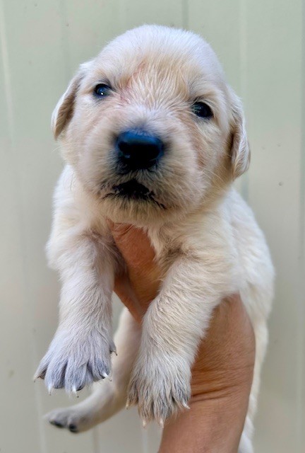 Du Coeur Des Terres - Chiots disponibles - Golden Retriever