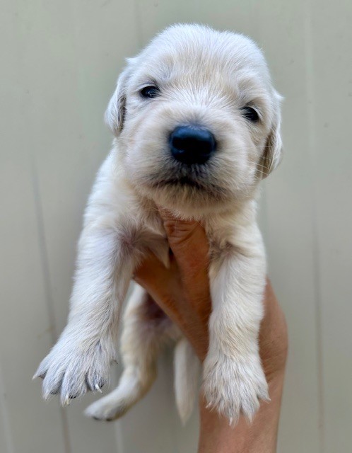 Du Coeur Des Terres - Chiots disponibles - Golden Retriever
