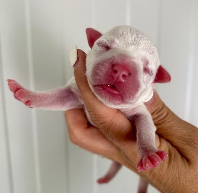 Du Coeur Des Terres - Chiots disponibles - Staffordshire Bull Terrier
