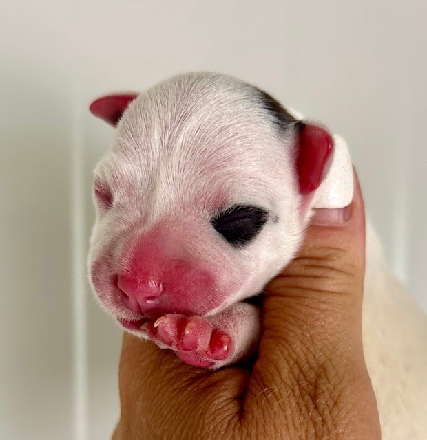 Du Coeur Des Terres - Chiots disponibles - Staffordshire Bull Terrier