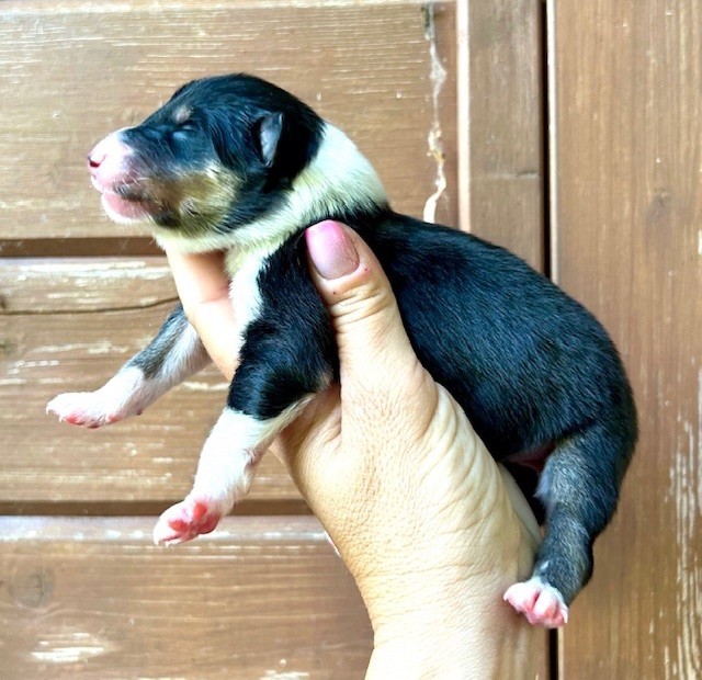 Du Coeur Des Terres - Chiots disponibles - Colley à poil long