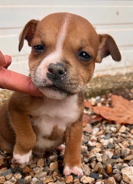 Du Coeur Des Terres - Chiots disponibles - Staffordshire Bull Terrier