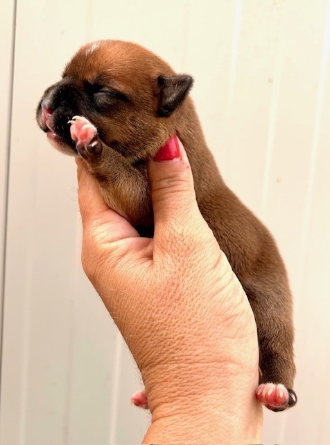 Du Coeur Des Terres - Chiots disponibles - Staffordshire Bull Terrier