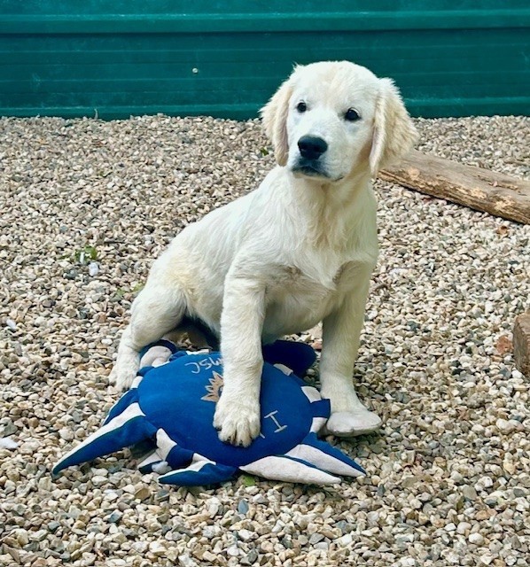 Du Coeur Des Terres - Chiots disponibles - Golden Retriever