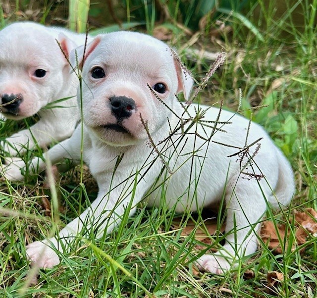 Du Coeur Des Terres - Chiots disponibles - Staffordshire Bull Terrier