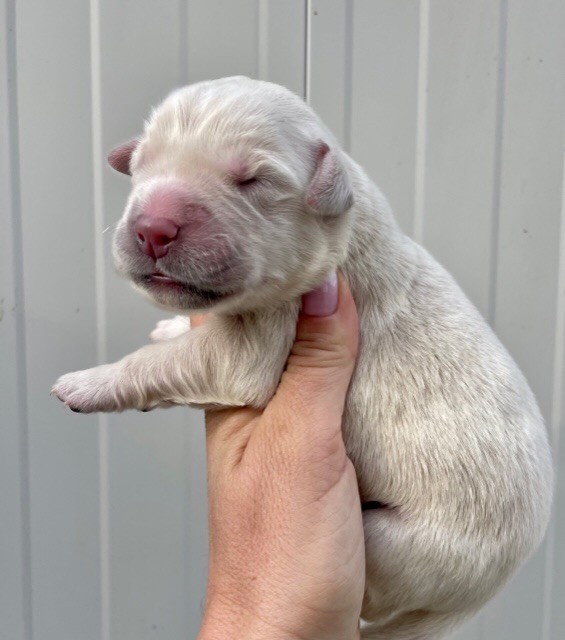 Du Coeur Des Terres - Chiots disponibles - Golden Retriever