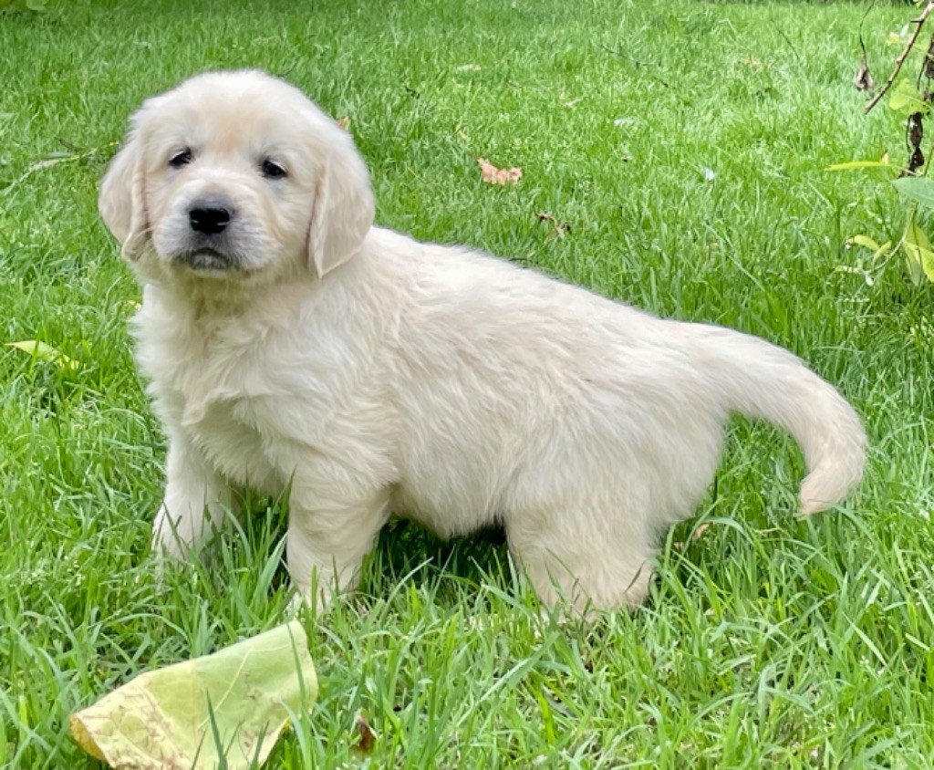 Du Coeur Des Terres - Chiots disponibles - Golden Retriever