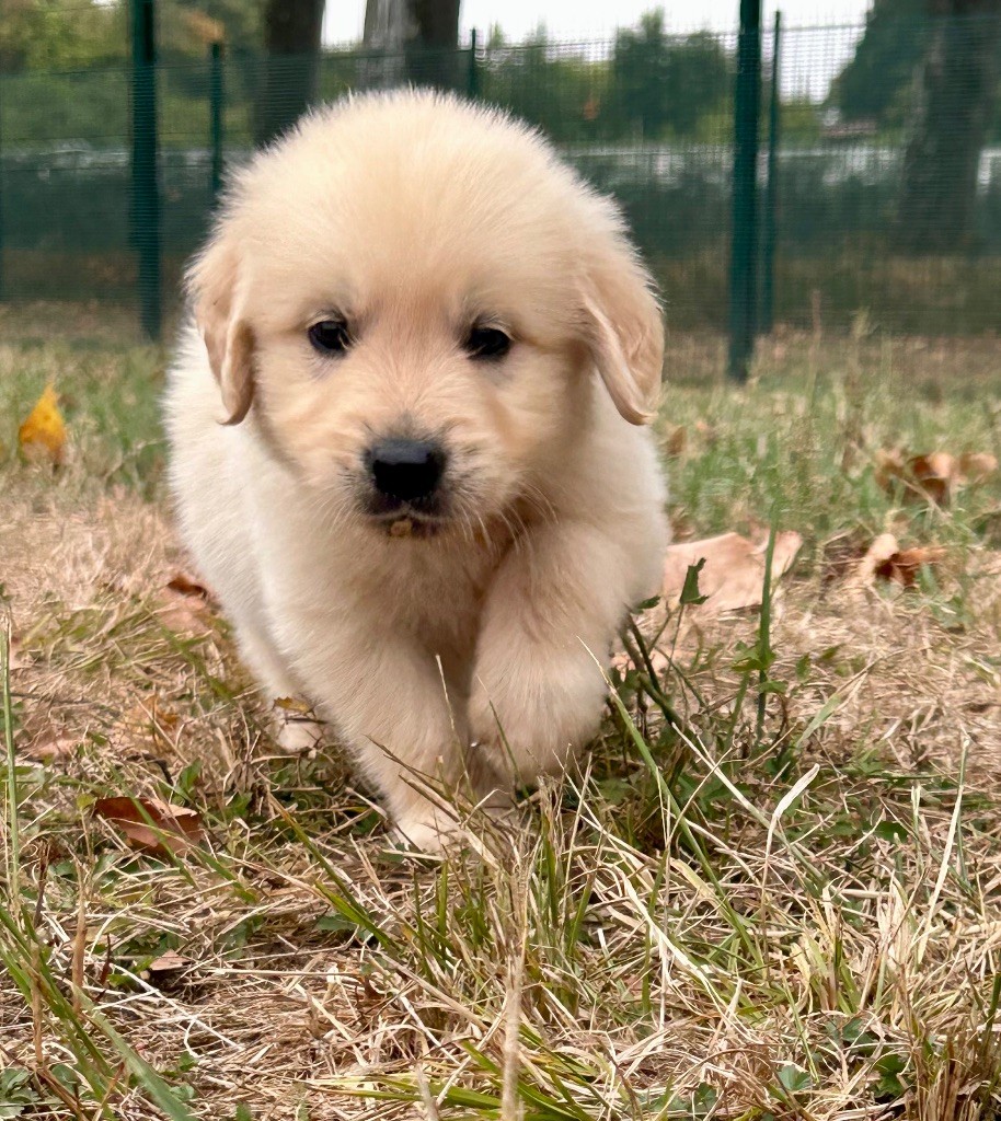 Du Coeur Des Terres - Chiots disponibles - Golden Retriever