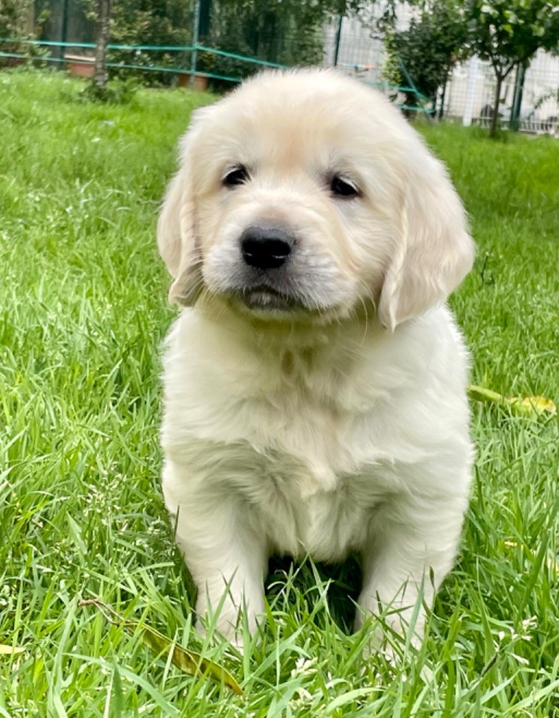 Du Coeur Des Terres - Chiots disponibles - Golden Retriever