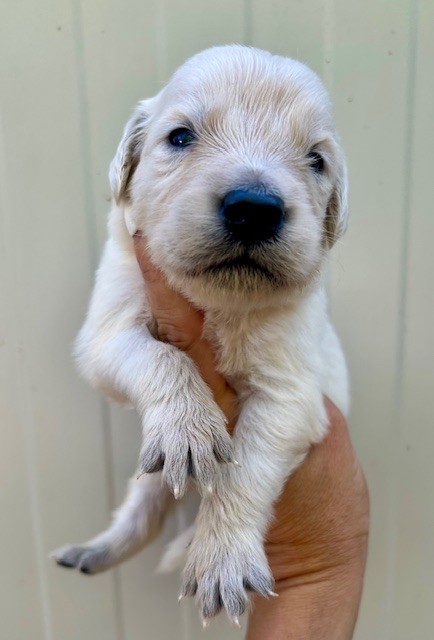Du Coeur Des Terres - Chiots disponibles - Golden Retriever