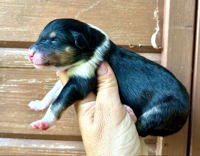 Du Coeur Des Terres - Chiots disponibles - Colley à poil long