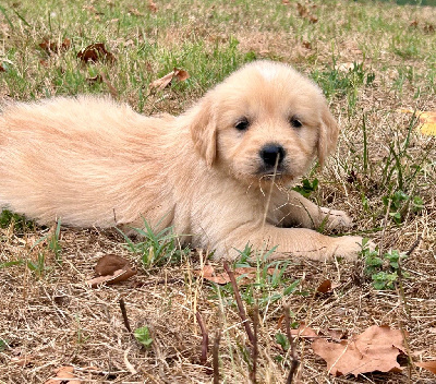 CHIOT 9