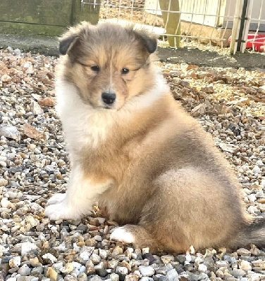CHIOT 2