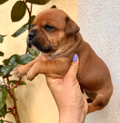 Chiot N°5