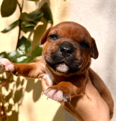 Chiot N°4